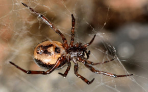 Spider Wallpapers Full HD 45332