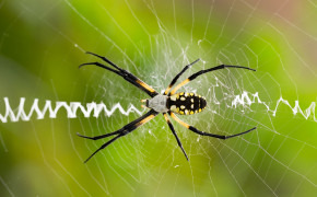 Spider Wallpaper HD 45330
