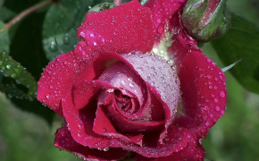 Beautiful Rose Wallpaper 45571