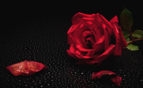 Red Rose Water Drops Black Background Wallpaper 45666