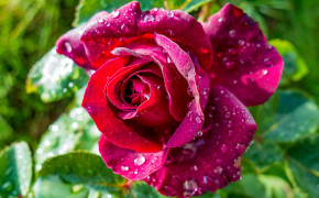 Droplets Of Water Beautiful Red Rose Wallpaper 45604