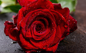 Water Drops Red Rose Wallpaper 45674