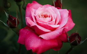 Pink Rose With Red Rose Buds Wallpaper 45658