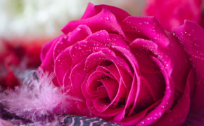 Fluffy Pink Rose Wallpaper 45609