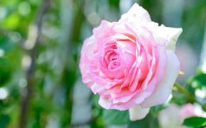 Cute Pink Rose Wallpaper 45579