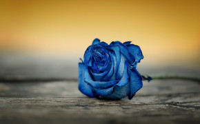 Macro Blue Rose Wallpaper 45627