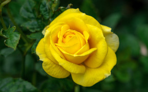 Beautiful Yellow Rose Wallpaper 45572
