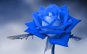 Blue Rose Wallpaper 45575