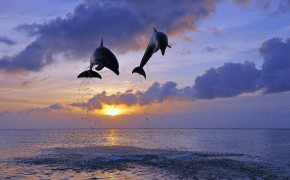 Two Dolphin Jump Wallpaper 00501