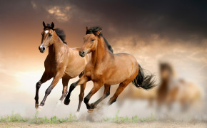 Horse Desktop Wallpaper 04581
