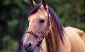 Horse HD Pictures 04585