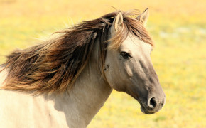 Horse HD Pics 04584