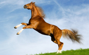 Horse 04590