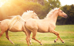 Horse HD Wallpapers 04586