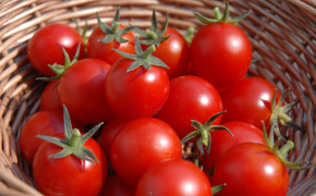 Tomato HD Wallpapers 04693