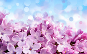 Pink Lilac Wallpaper 00473