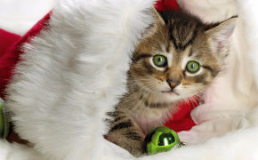 4K Christmas Kitten Desktop Wallpaper 47571