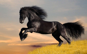 Horse Background Wallpaper 04580