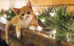 4K Christmas Kitten HD Desktop Wallpaper 47572