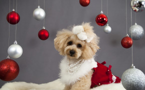 4K Christmas Dog Desktop HD Wallpaper 47542
