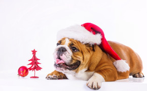 4K Christmas Dog Wallpaper HD 47550