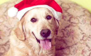 4K Christmas Dog Background HD Wallpapers 47537
