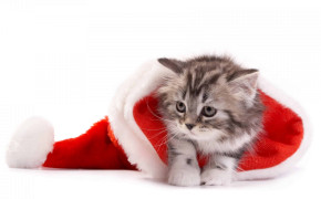 4K Christmas Kitten HD Wallpaper 47573