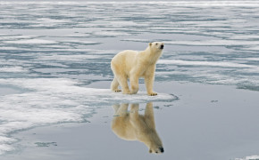 Polar Bear Reflection In Water Wallpaper 00481