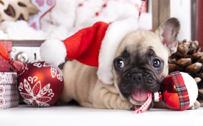 4K Christmas Dog Background Wallpapers 47539