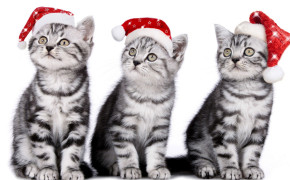 4K Christmas Kitten Widescreen Wallpapers 47578