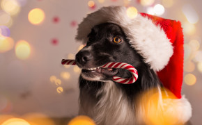 4K Christmas Dog Best HD Wallpaper 47540