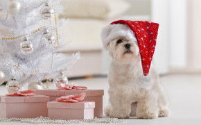 4K Christmas Dog Desktop Wallpaper 47543