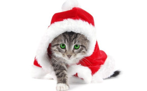 4K Christmas Kitten Best HD Wallpaper 47569