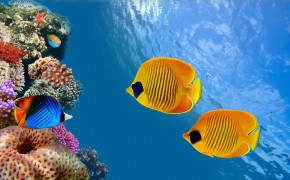 Fish Underwater Thailand Ocean Wallpaper 00429
