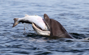 Dolphin Eating Fish Wallpaper 00406