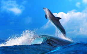 Dolphin Playing Wallpaper 00412
