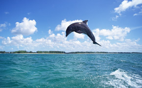 Dolphin Jumping Wallpaper 00410