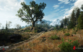 Oldest Tree The Witcher 3 Wild Hunt Wallpaper 49252