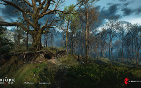 Trees The Witcher 3 Wild Hunt Wallpaper 49270