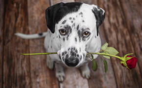 Dalmatian Dog Wallpaper 49057