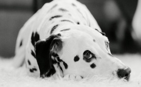 Dalmatian Background HD Wallpapers 49036
