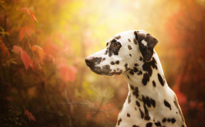 Dalmatian Dog Background Wallpaper 49053