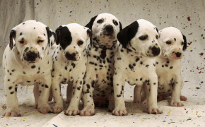 Dalmatian Puppies Background Wallpaper 49058