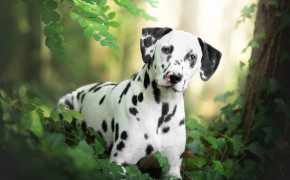 Dalmatian Dog HD Desktop Wallpaper 49056