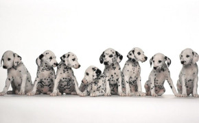 Dalmatian Puppies HD Desktop Wallpaper 49060