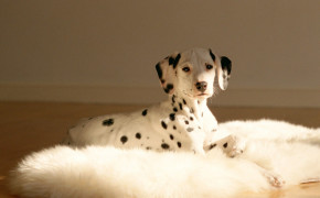 Dalmatian Puppies Wallpaper 49061