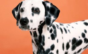 Dalmatian Background Wallpapers 49038