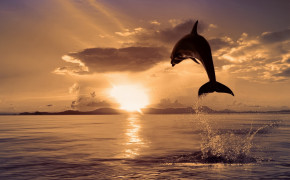 Dolphin Sunset Wallpaper 00413