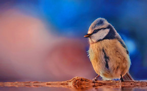 Tufted Titmouse Wallpaper HD 50125