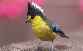 Titmouse Background HD Wallpapers 50093